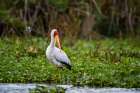 Portrait of a Yellow-billed stork wading through water plants on lake Kenya-Africa Art Print